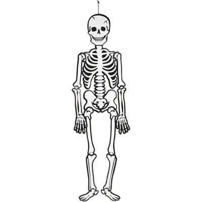 Skelet, 120 cm, 300 g, 1 stuk